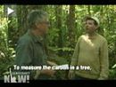 "GM's Money Trees": Displacement of Rural Brazilians Highlights Consequences of "Cap and Trade" System