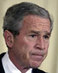 Bushgwweb
