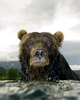 Grizzly-web