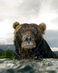 Grizzly-web