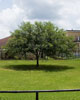 Jena6tree