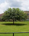 Jena6tree