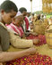 Following Public Campaign For Trademark Efforts, Coffee Giant Starbucks Signs Licensing Deal that Could Bring Millions to Ethiopian Farmers