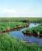 Wetland
