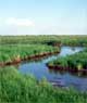 Wetland