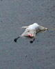 Hurricanekatrina26