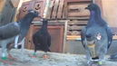 Buttons-pigeonscuba-1
