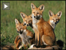 Foxes