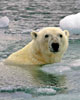 Sarah Palin and Global Warming: Alaska Prof. Says Palin Misrepresented State Findings on Endangered Polar Bears...and Tried to Cover It Up