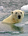 Polarbeardrownweb