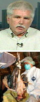 Avianflu