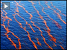 Oil-slick