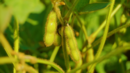 Soybean