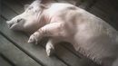 New-abused_pig-4