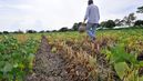 Driedcrops2