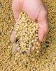 Seedsweb