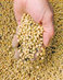 Seedsweb