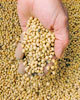 Monsanto’s Harvest of Fear