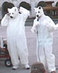 Polarweb