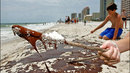 Oilspill04