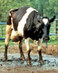 Madcow06