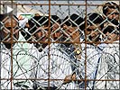 Iraqdetainees-web