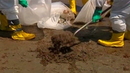 Gulfcleanup-1