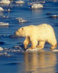 Globalwarmingpolarbear