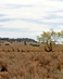 Utah1fslandweb