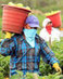 Immokalee Tomato Pickers Win Campaign Against McDonalds, Set Sights on Burger King