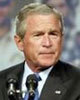 Bush8-25