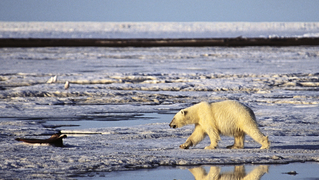 Arctic-sea-ice-drilling-shell-2