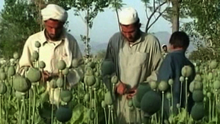 1229_seg3_afghan-poppies2