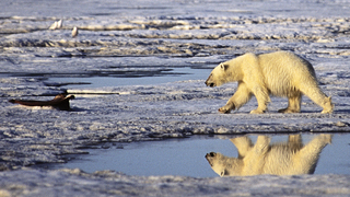 Bear on barnard harbor, beaufort sea
