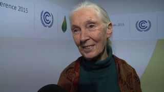 Jane goodall 2