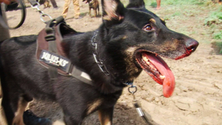 Private security dog dapl bloody