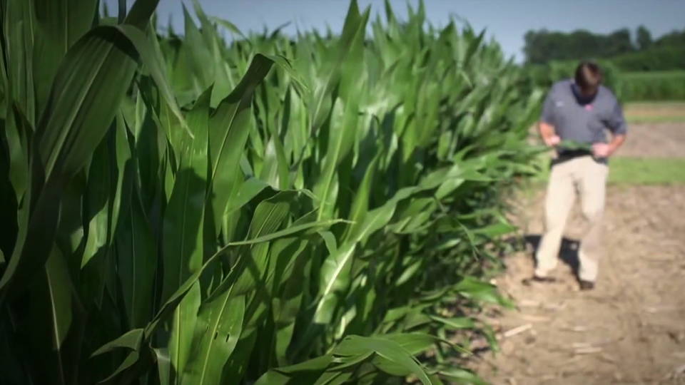 H14 farmers sick crops