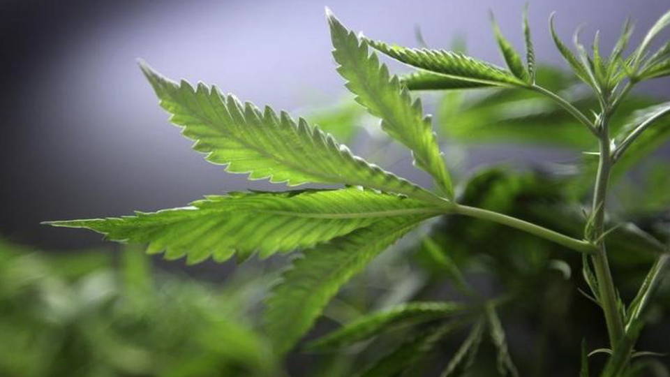 medical marijuana legalization medical marijuana legalization