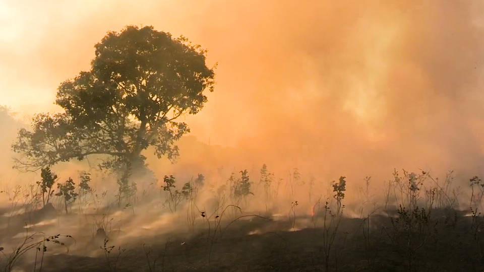 H10 tropical rainforests pace become net carbon emitters