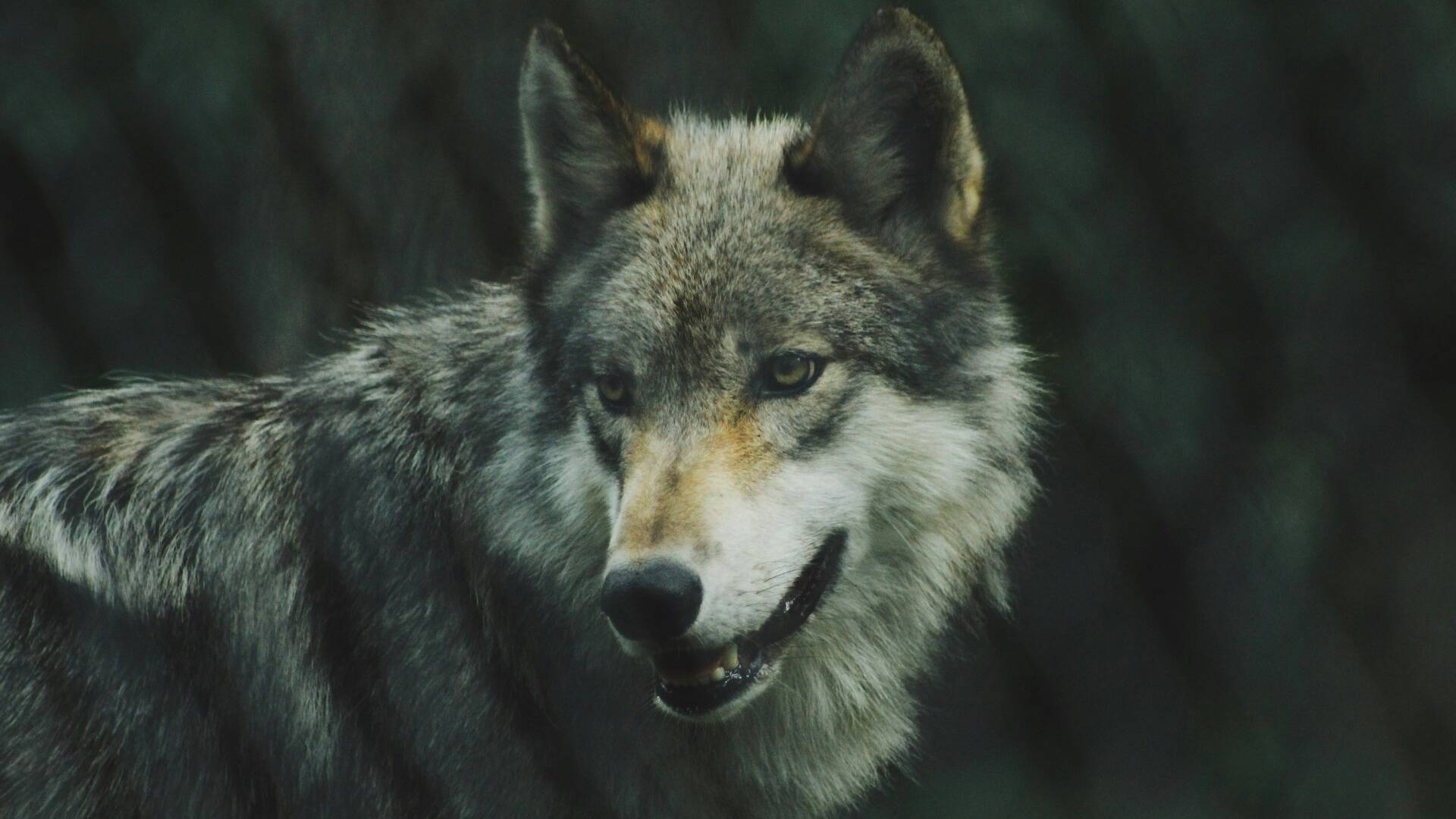 NYT: Trump Admin Guts Key Provision of the Endangered Species Act