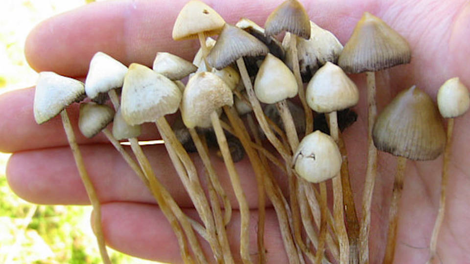 H12 denver decriminlizes magic mushrooms psilocybin