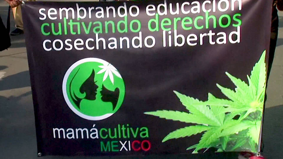 H8 mexico senate vote legal marajuana amlo drug war senator ricardo monreal