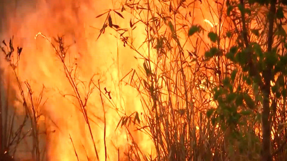 H7 bolivia fires animals deaths forests grasslands amazon rainforest
