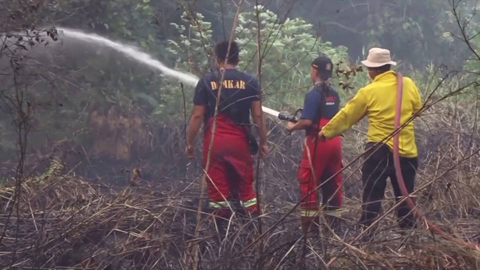 Salveranno i crediti di carbonio le foreste nel Sudest-Asiatico?