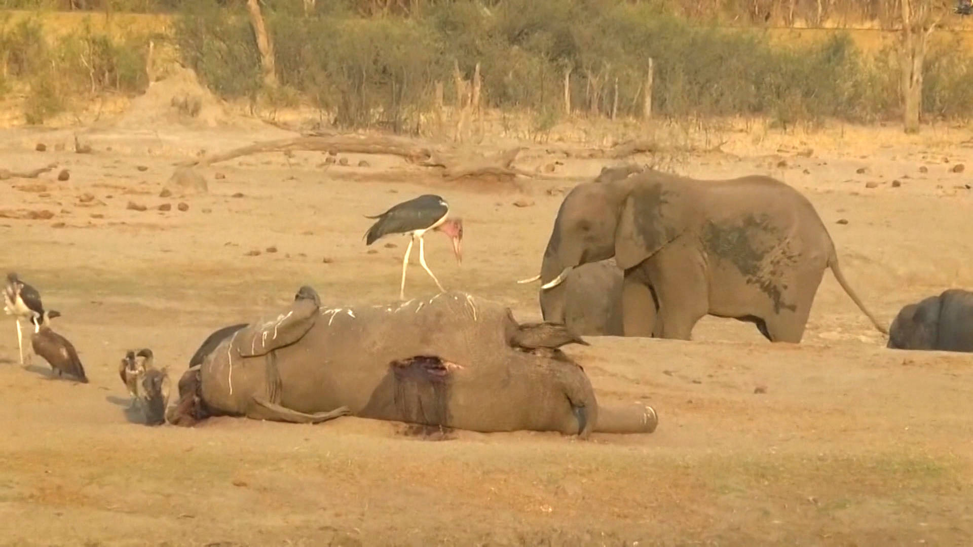 Hundreds of Elephants Die as Drought Grips Southern Africa - Democracy Now!