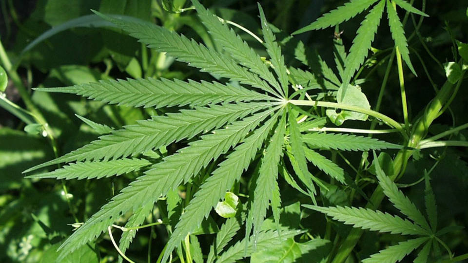 H4 marijuana