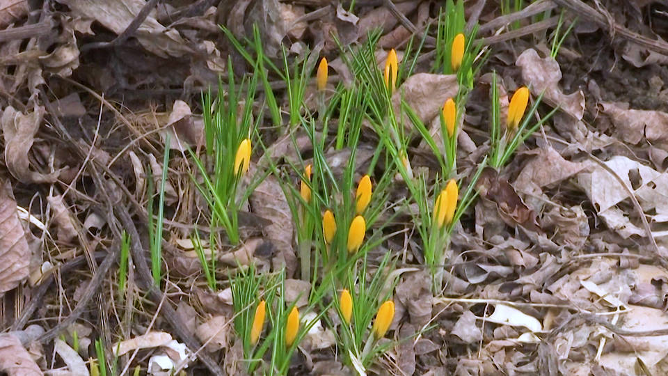 H8 february flowers bloom moscow russia amid record high winter temperatures