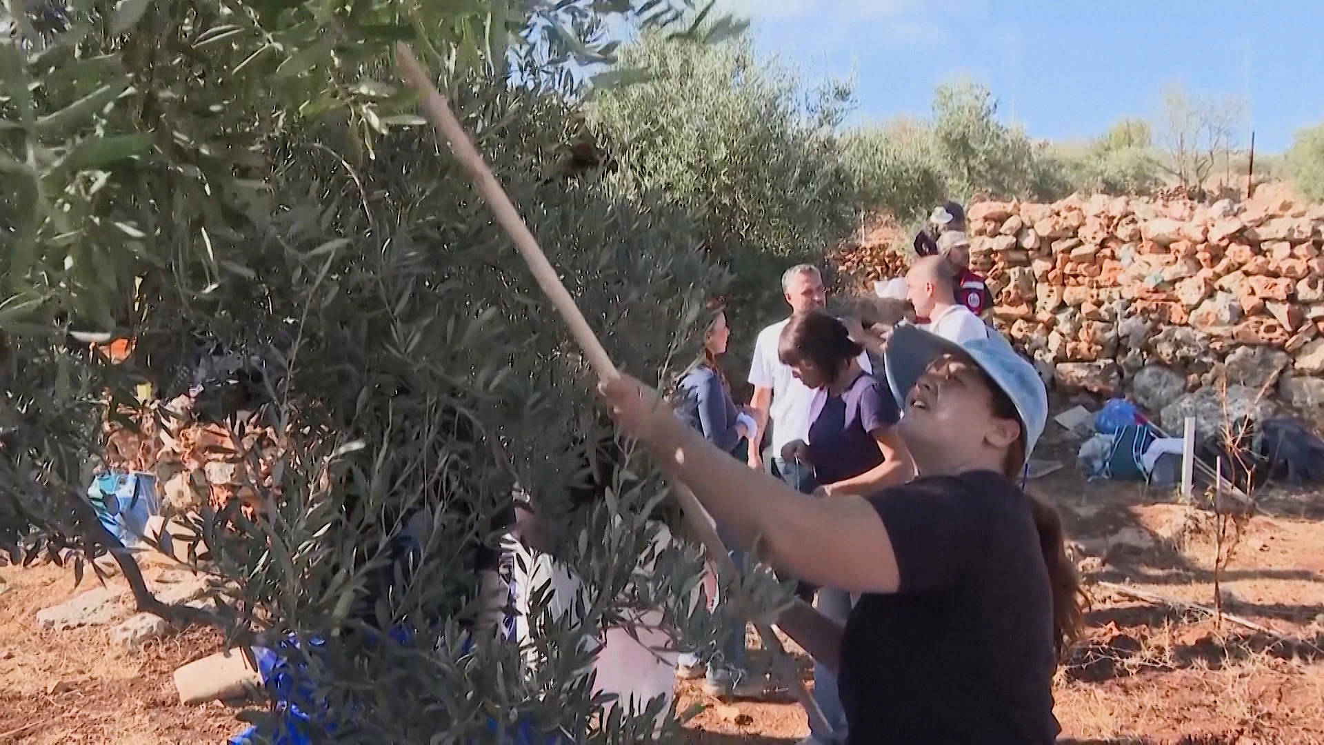 Israel to Deport Activists Who Joined West Bank Olive Harvest in Solidarity with Palestinians