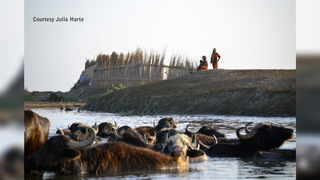 H18 iraqmarshes