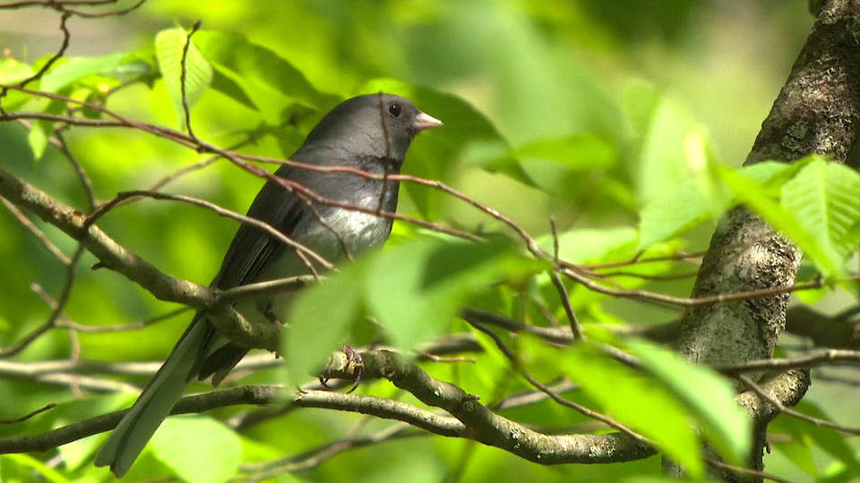 H4 bird population us canada study environment ecosystems